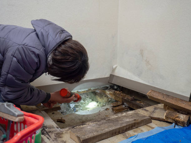 Best Mold Damage Restoration  in Crystal Lake, IL