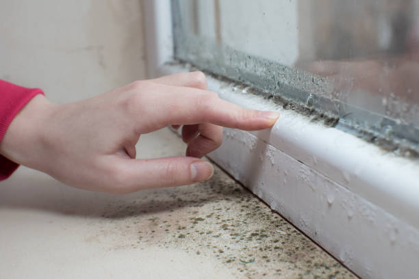 Best Mold-Related Health Consultation  in Crystal Lake, IL