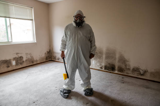 Best Black Mold Removal  in Crystal Lake, IL